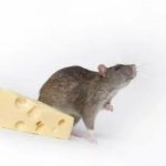 Дератизация - уничтожение мышей и крыс СВАО