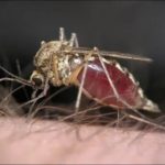 Обработка участка от комаров СВАО